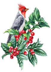 Watercolor Red Crested Bird with Holly Leaves and Berries. Winter holiday Botanical Illustration poster, forest design card