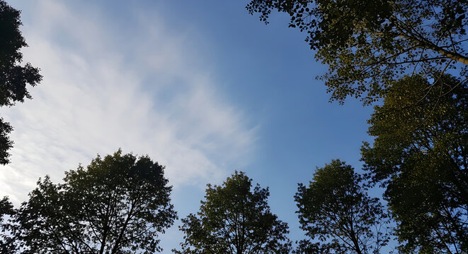 Upward view through lush green tree canopy framing a bright blue sky with wispy white clouds - Powered by Adobe