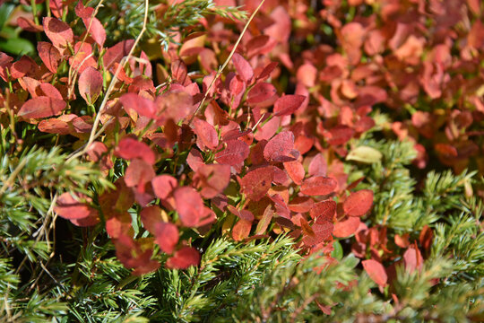 
Red autumn leaves branch plant common bilberry Vaccinium myrtillus European blackberry wimberry hurtleberry autumn shrub foliage nature flora