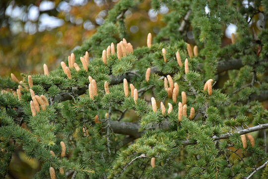 Branches of the Cedar of Lebanon Cedrus libani with male cones strobiles a large evergreen coniferous tree from the Pine family nature flora park