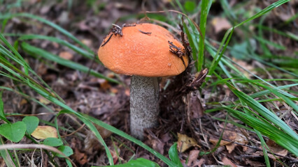 Close-up of leccinum aurantiacum mushroom in natural forest habitat. Leccinum vulpinum, foxy bolete. Leccinum versipelle, Boletus testaceoscaber, dark-stalked bolete, or orange birch bolete