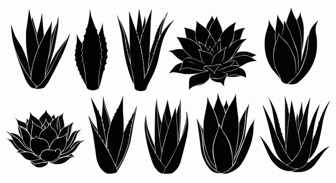 Collection of black isolated agave and succulent plant silhouettes.