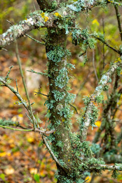 Vachellia karroo, commonly known as the sweet thorn, common acacia, Karoo thorn, Cape gum or cockspur thorn, is a species of Vachellia, in the Mimosa sub-family of the Fabaceae or pea family,
