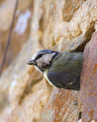M&eacute;sange bleue sur un mur