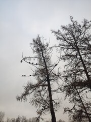 Pigeons on a tree. Winter landscape.