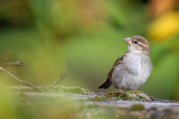 Moineau femelle sur un mur