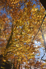 Autumn trees with bright red yellow and orange foliage against the blue sky flora nature