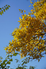 Autumn trees with bright yellow orange and green foliage against the blue sky flora nature