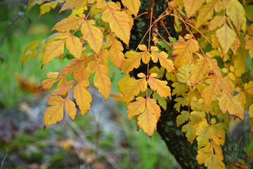 Yellow autumn leaves of the Koelreuteria paniculata tree golden rain tree autumn tree foliage nature flora
