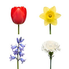 Collection of spring flowers including tulip, daffodil, bluebell, and carnation isolated on transparent background