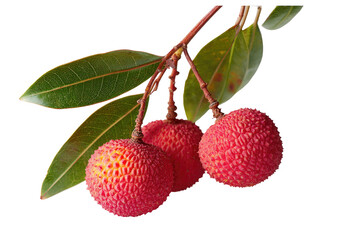 Close-up of three lychees on a branch with leaves