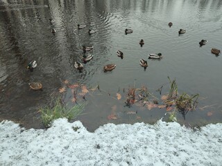 Ducks swim in the pond. Winter landscape.