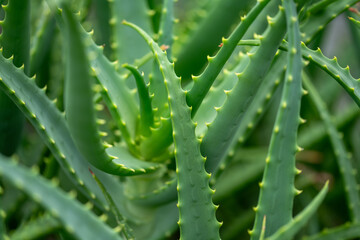 aloe vera plant close up