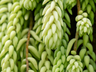 green succulent plant background