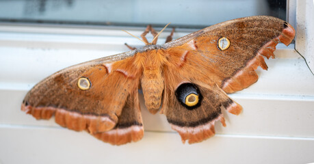 butterfly on a branch © Susan