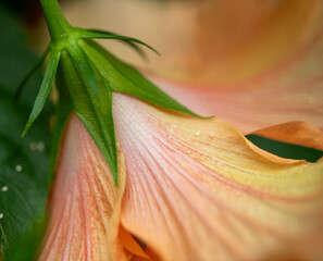 close up of a lily macro
