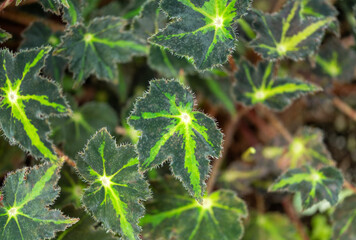 close up of a green leaf