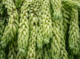 close up of tropical succulent plant