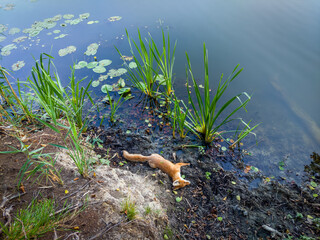 A small, deceased fox lies on the muddy bank of a dark pond, surrounded by sparse vegetation and lily pads.