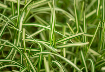 green grass background