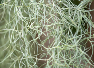 close up of wild grass tropical macro