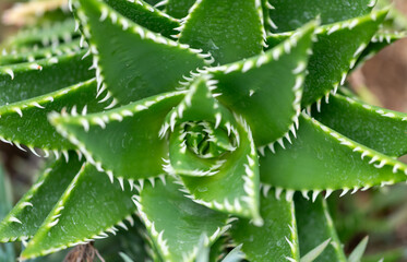 close up of tropical plant