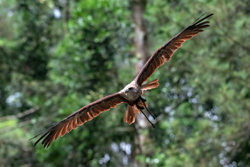 a brahminy kite is flying in the air, Brahminy Kite in flight