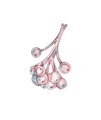 Watercolor branch with berries. Illustration with pink and purple berries. Hand-drawn rowan and chokeberry berries, as well as clusters of berries. Drawing for design and decoration.