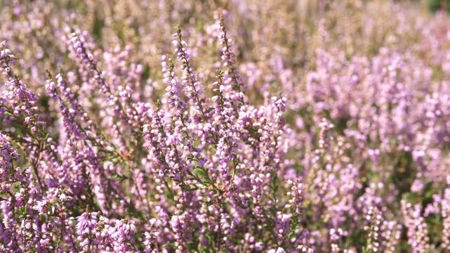 Close-up of a plantation of blooming pink flowers, heath