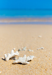 Corals on the sand on the seashore. Seascape background, sandy shore with corals and shells.