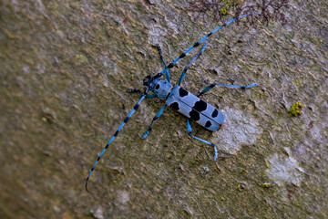 Blue Rosalia Longicorn Beetle with Long Antennae on Tree Bark