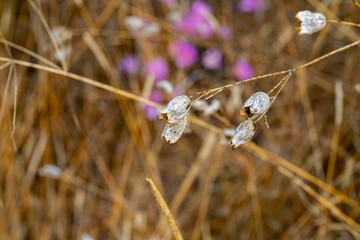 Briza maxima is a species of the grass genus Briza. It is native to Northern Africa, Western Asia and Southern Europe and is cultivated or naturalised in the British Isles, the Azores, Australasia,