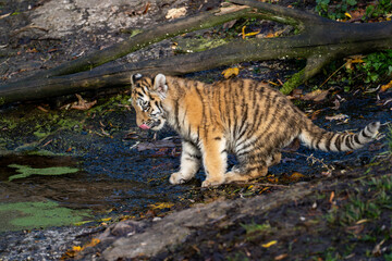 Amur Tiger Cub Exploring Muddy Forest Stream in Autumn Light