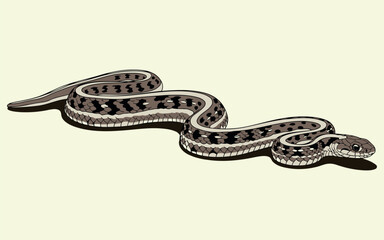 Fototapeta premium Illustration of an eastern garter snake in vibrant colors