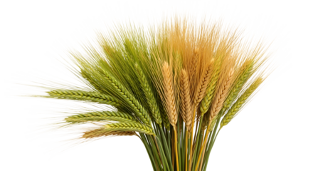 wheat stalks, green and golden with long white awns, cutout, PNG isolated on transparent background