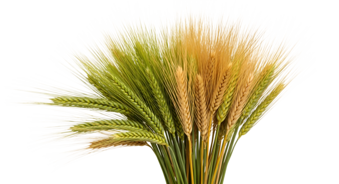 wheat stalks, green and golden with long white awns, cutout, PNG isolated on transparent background