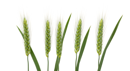 green wheat stalks, with detailed kernels and long awns, cutout, PNG isolated on transparent background