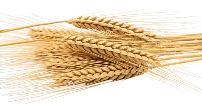 golden wheat stalks, with detailed grains and long awns, cutout, PNG isolated on transparent background - Powered by Adobe