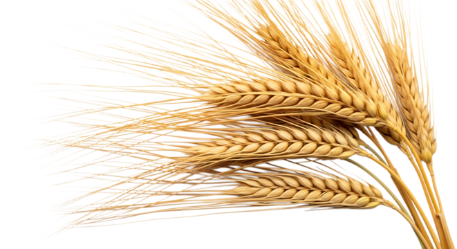 golden wheat stalks, with long thin awns, cutout, PNG isolated on transparent background