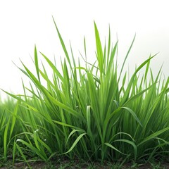 Fototapeta premium Vibrant Green Grass Blades Up Close, Soft Focus Background, Nature's Vitality, Growth, Lush, Fresh, Outdoors