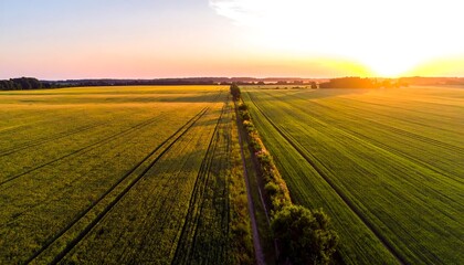 Sunlit fields stretch under a warm sky, split by a path lined with trees, leading to the horizon