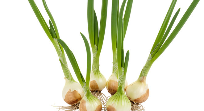green onions, with white bulbs and roots, cutout, PNG isolated on transparent background - Powered by Adobe