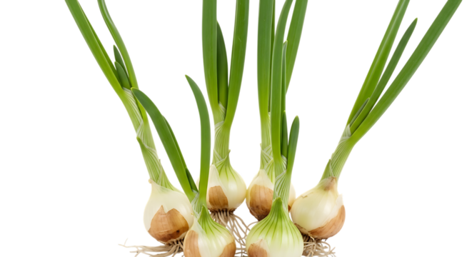 green onions, with white bulbs and roots, cutout, PNG isolated on transparent background