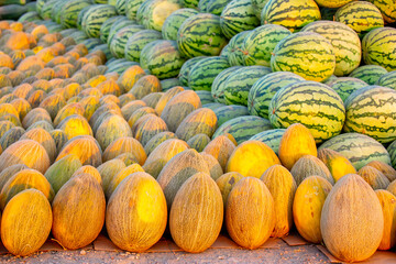 A harvest of ripe melons and watermelons lies in a large pile in a field in the rays of sunset. A...
