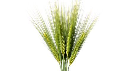 barley stalks, with visible roots and tubers growing in soil, cutout, PNG isolated on transparent background