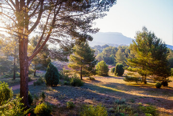 Sunny Mediterranean landscape in the south of France with pine trees and shrubby vegetation typical...