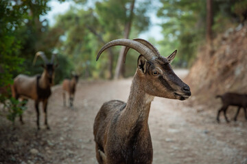 A calm wild goat on a forest path with softly blurred goats in the background. Natural light, gentle tones, and a peaceful woodland setting.