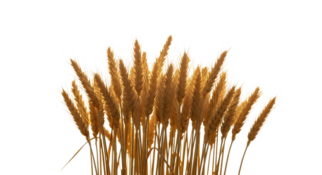 golden wheat stalks, with detailed grains illuminated by soft light, cutout, PNG isolated on transparent background - Powered by Adobe