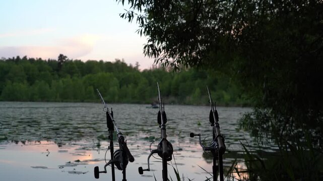 Low-angle wide shot of three carp fishing rods positioned on rod pods at a lily-covered lakeside, framed by overhanging branches during a calm evening session.