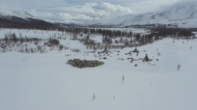 Aerial view of a reindeer herding camp, with snow-covered yurts and a large herd of reindeer on the vast, white expanse, Yamalo-Nenets Okrug, Russia.
